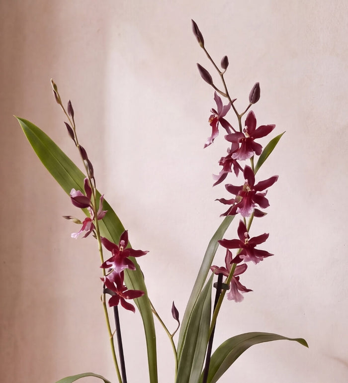 Red Orchid & Green Pot