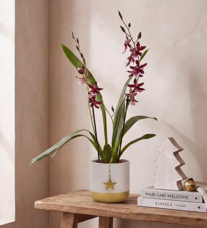 Red Orchid & White Pot