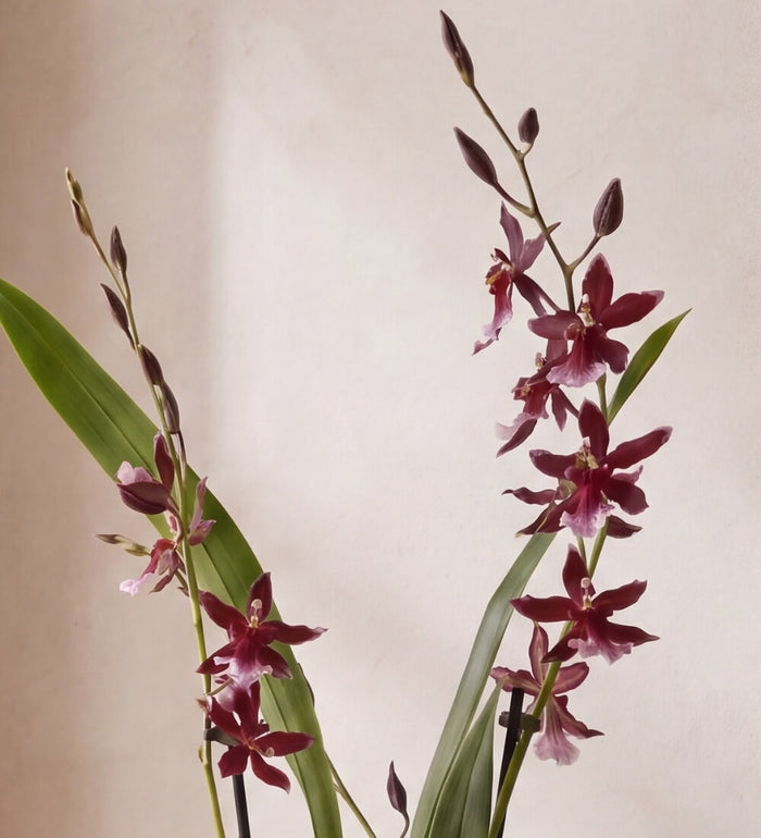 Red Orchid & White Pot