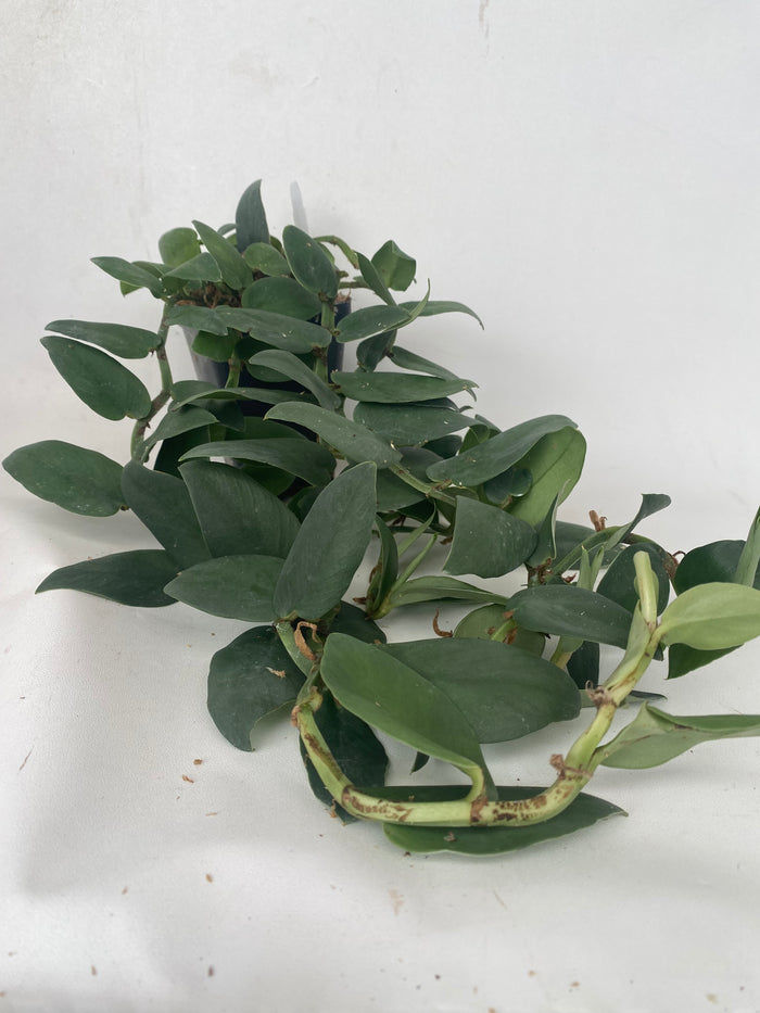 Rhaphidophora latevaginata