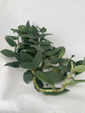 Rhaphidophora latevaginata