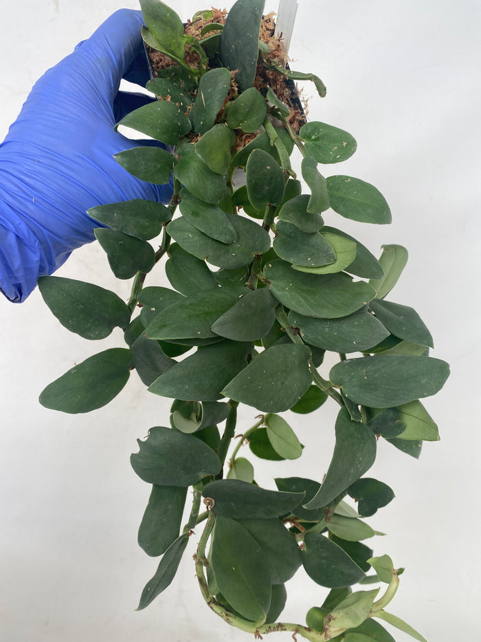 Rhaphidophora latevaginata