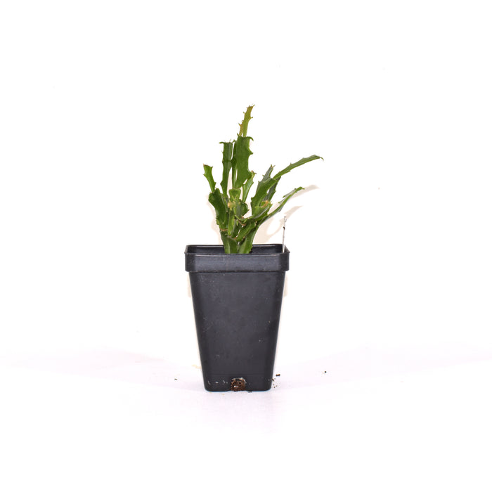 Schlumbergera "Enigma"