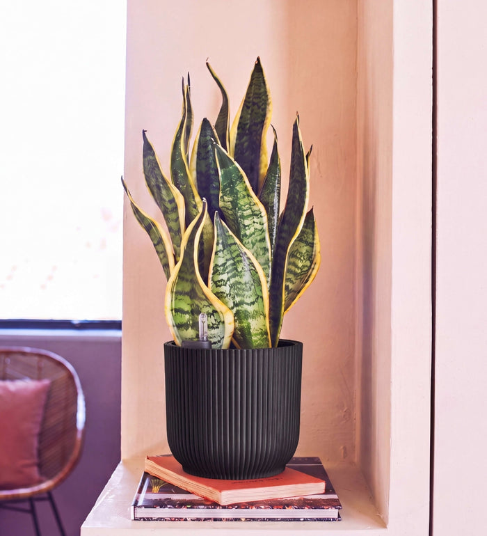 Snake Plant in Self-watering Pot