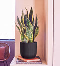 Snake Plant in Self-watering Pot