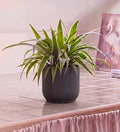 Spider Plant in Self-watering Pot