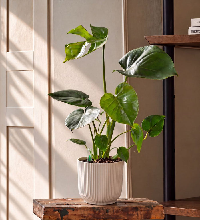 Swiss Cheese Plant & Self-watering Pot