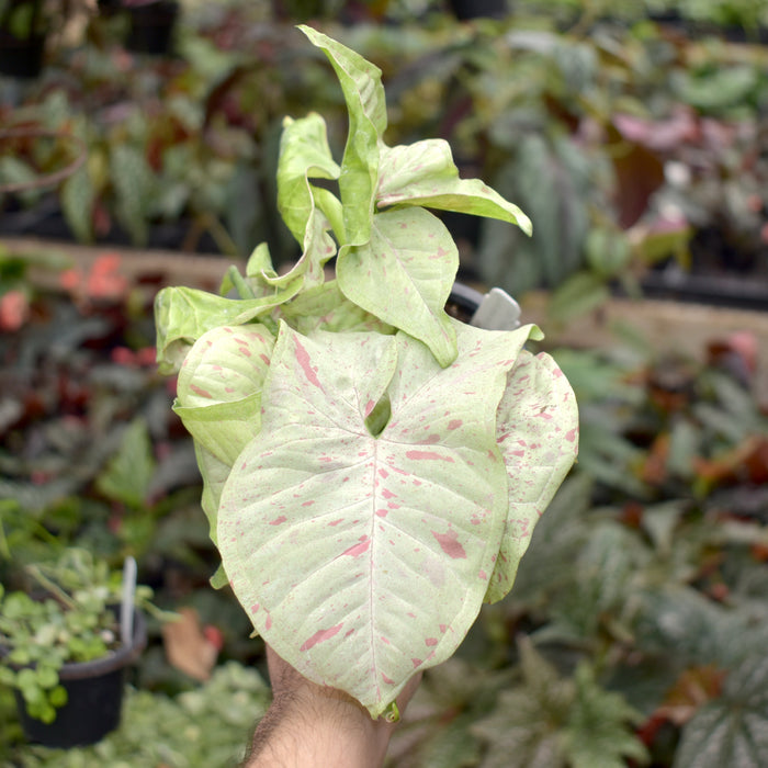 Syngonium podophyllum 'Milk Confetti'