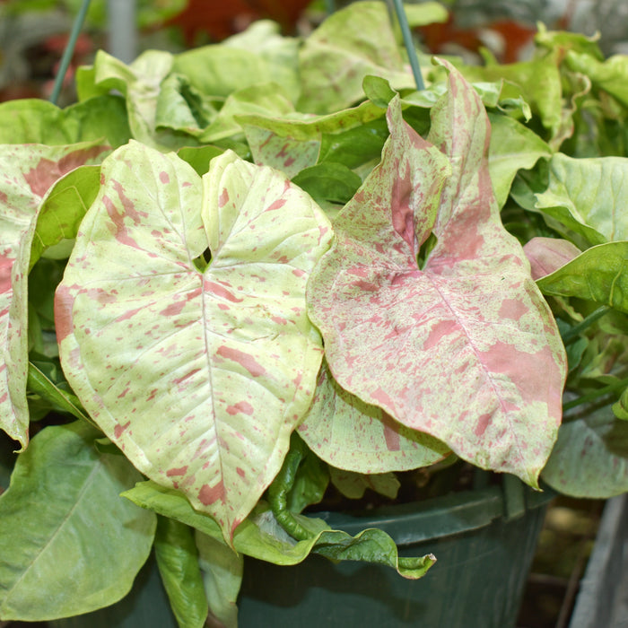 Syngonium podophyllum 'Milk Confetti'