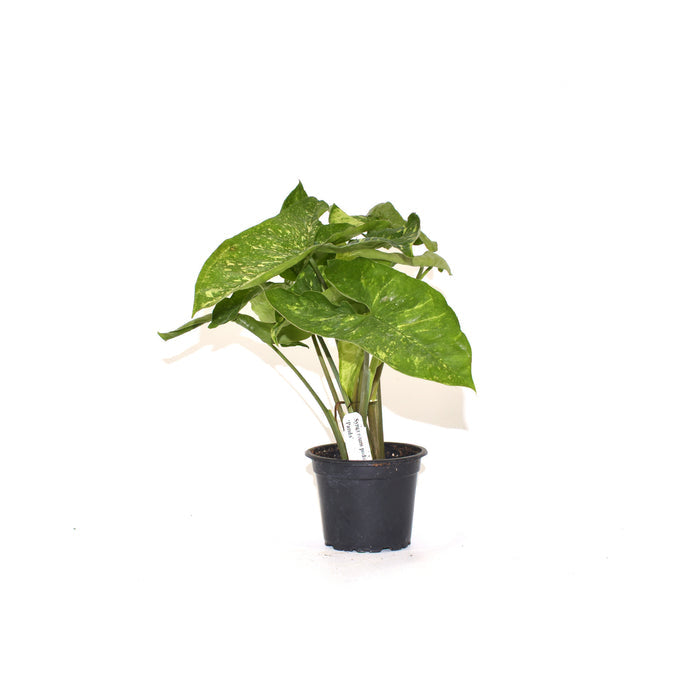 Syngonium podophyllum 'Panda'