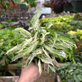 Syngonium podophyllum 'Starlite'