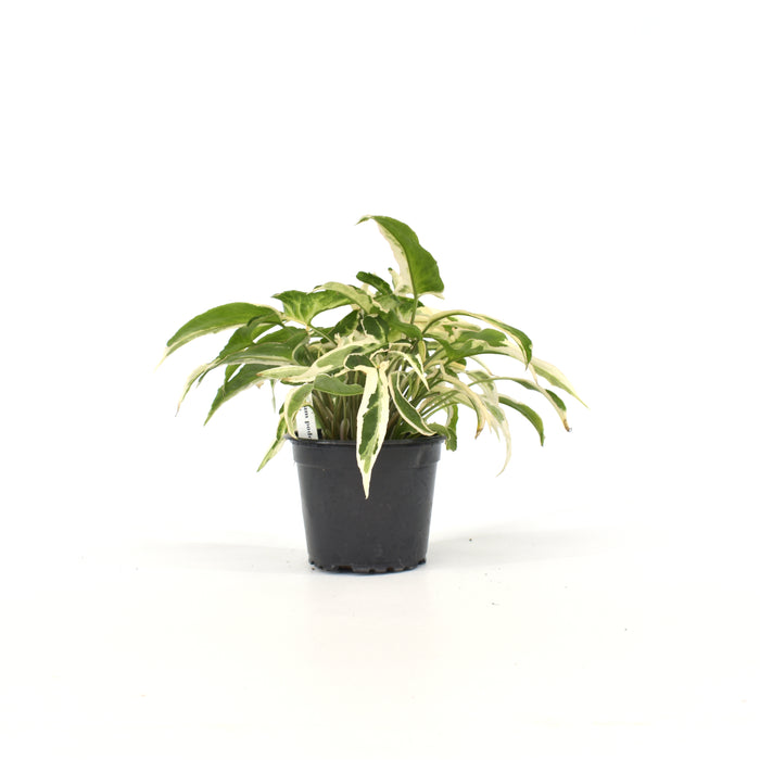 Syngonium podophyllum 'Starlite'