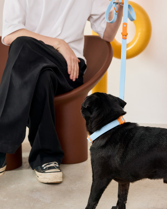 Person sitting on a brown chair with a black dog wearing a blue collar.