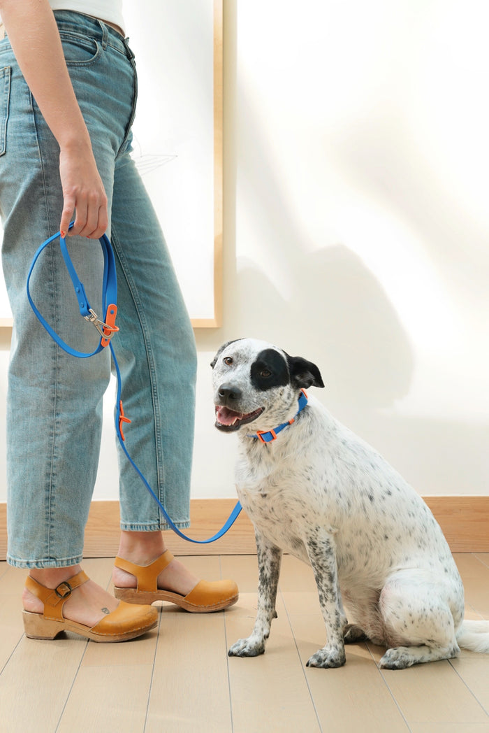 The Fritz Leash - Blue Orange