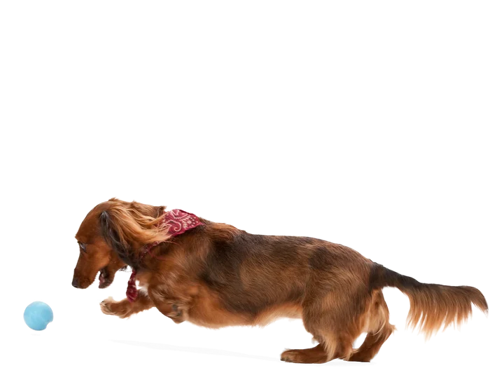 West Paw Toy - Jive