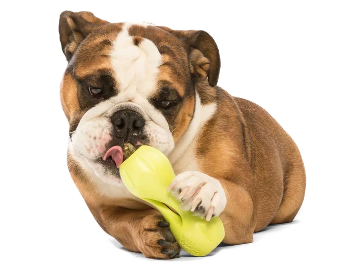 West Paw Toy - Qwizl