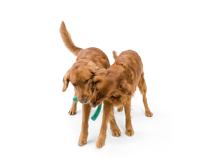 West Paw Toy - Snorkl