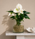 White Anthurium in Glass