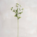 White Thistle Pick