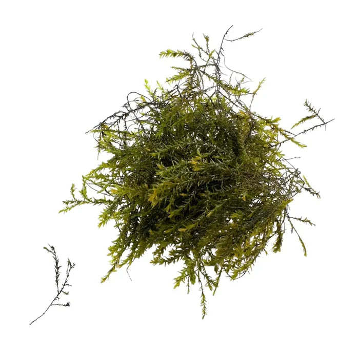 Vibrant Willow Moss (Fontinalis Antipyretica) with feathery fronds