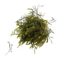 Vibrant Willow Moss (Fontinalis Antipyretica) with feathery fronds