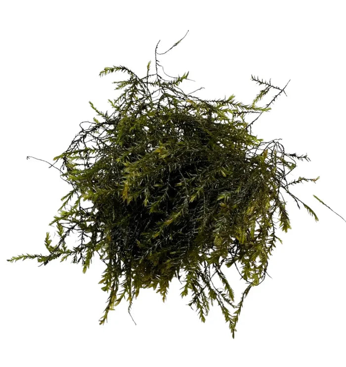 Dense Willow Moss (Fontinalis antipyretica) with feathery fronds