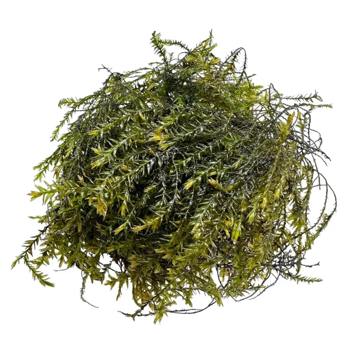 Vibrant Willow Moss (Fontinalis Antipyretica) Portion: dense green spherical cluster