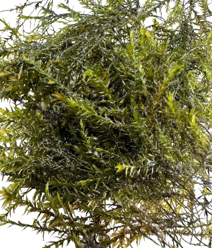 Vibrant Willow Moss (Fontinalis antipyretica) portion with dense green needle-like leaves
