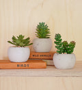 x3 Artificial Mini Succulents & Pots