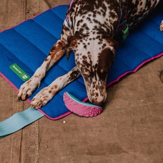 Zee Dog Reebok Aerobic Boomerang Toy