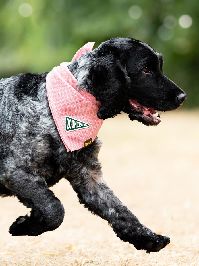 Zoomies Badge