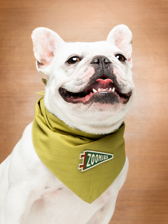 Zoomies Badge
