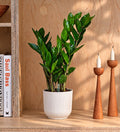 ZZ Plant & Self-watering Pot